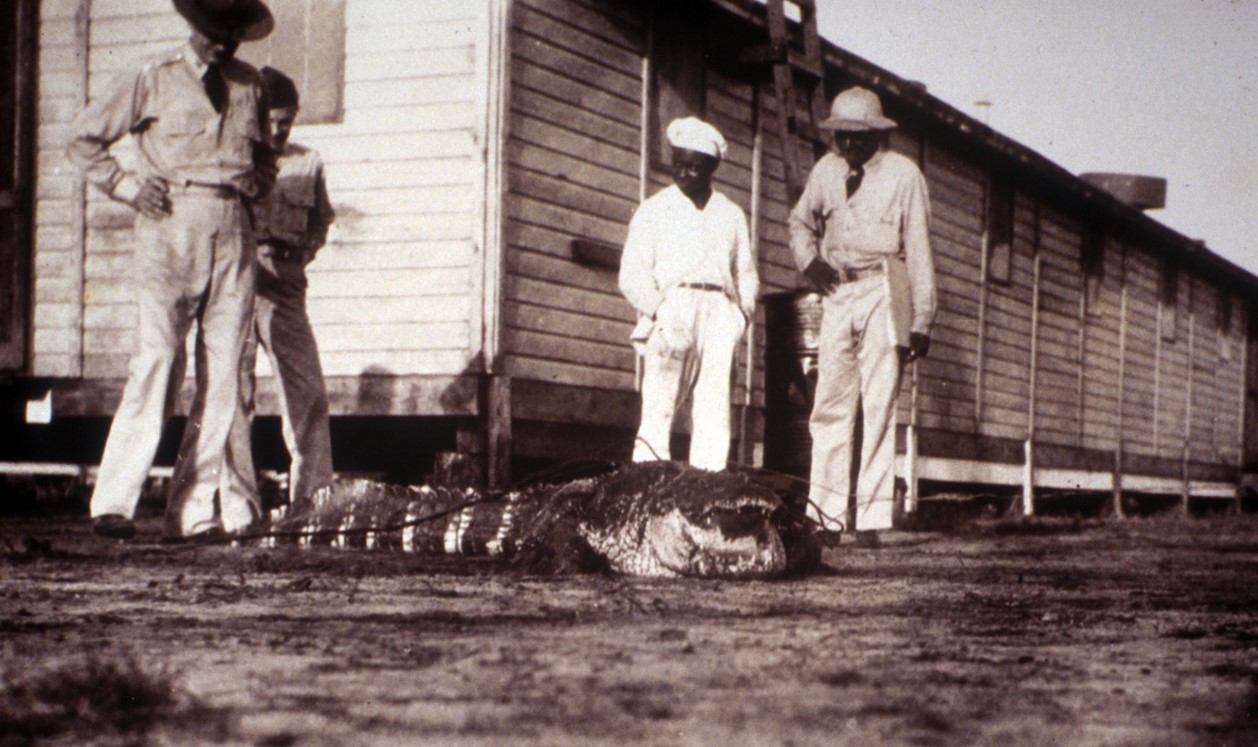 Three CCC members stand around an ensnared, dead alligator