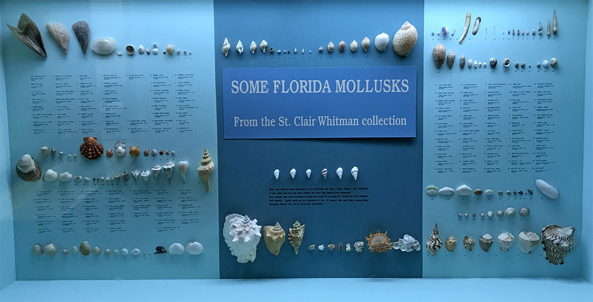 Exhibit displaying a collection of mollusk shells
