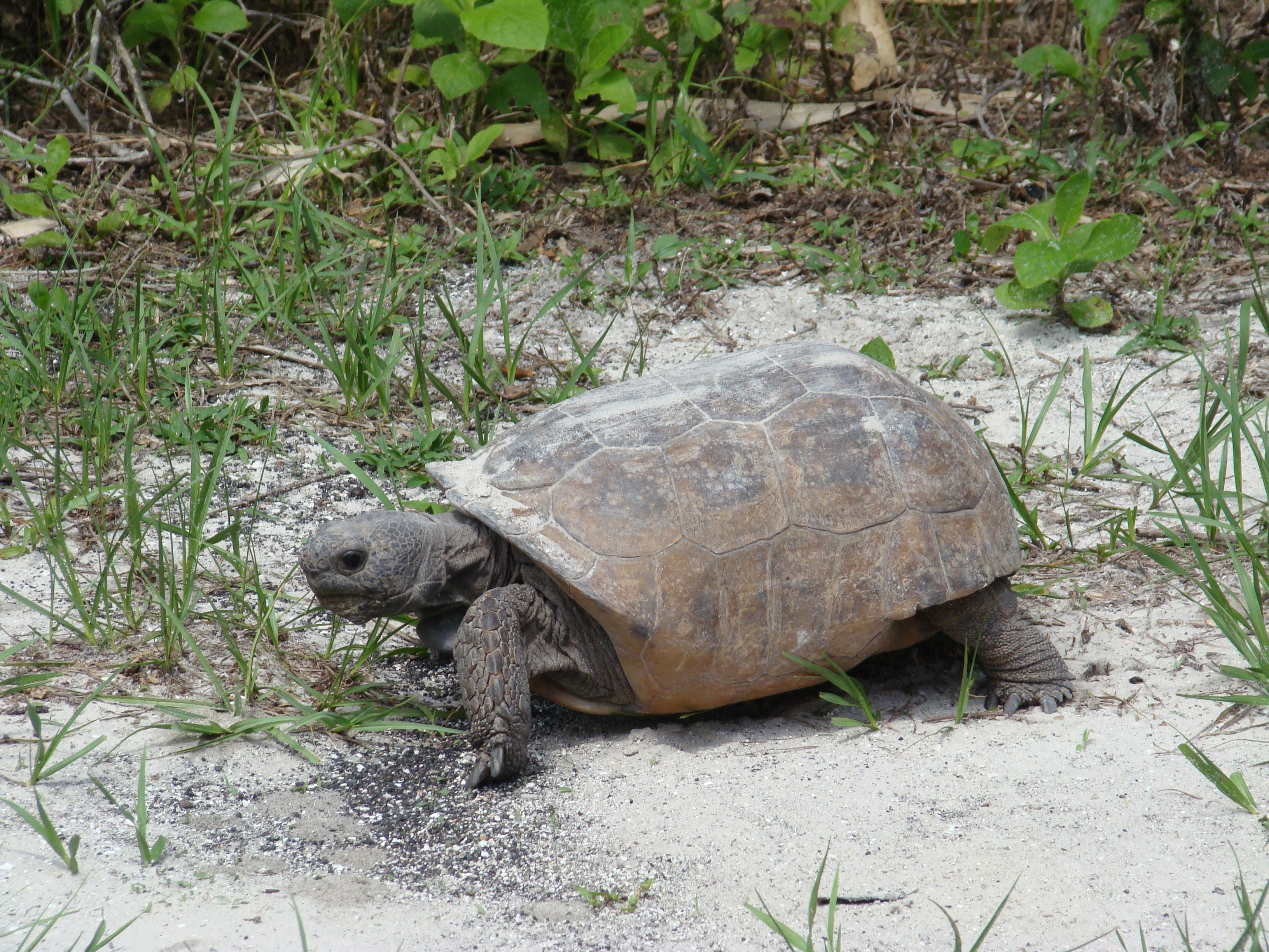 Gopher Tortoise