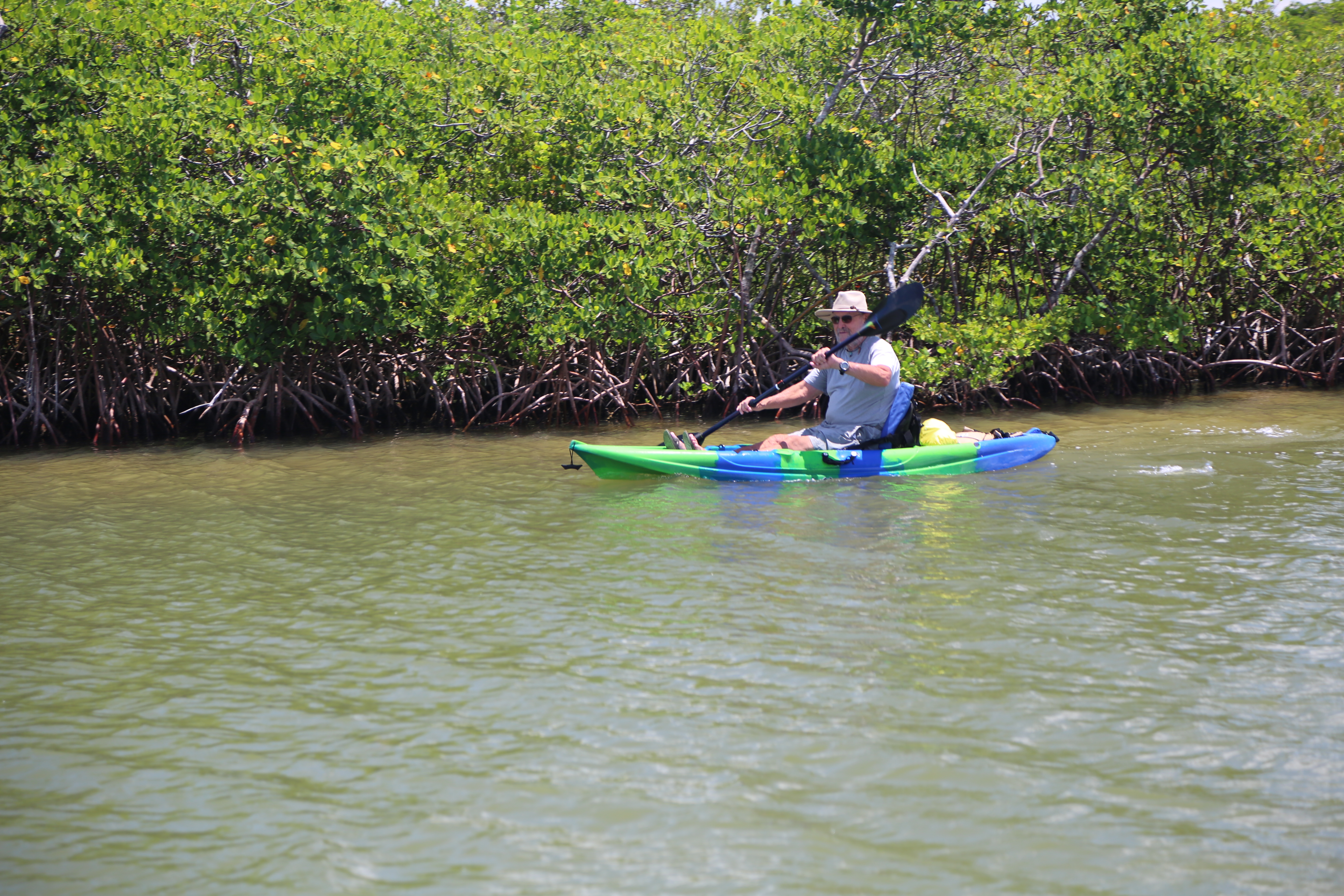 Mangroves with Paddlers in Water
