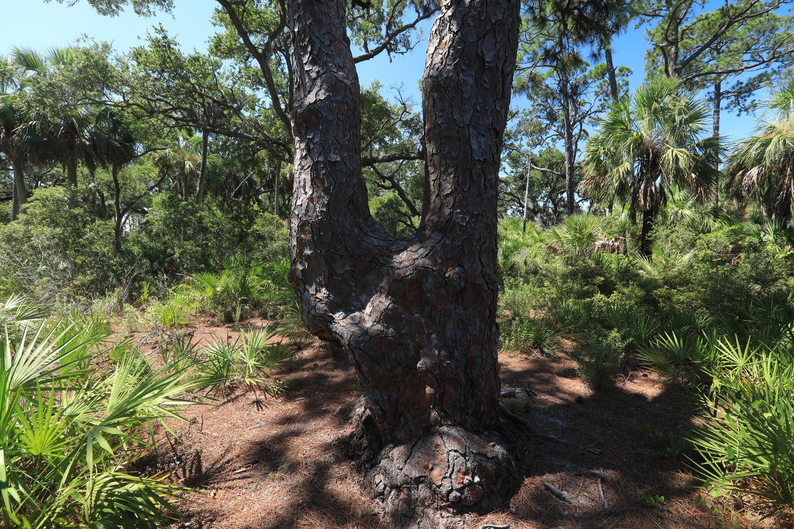 Caladesi Habitats