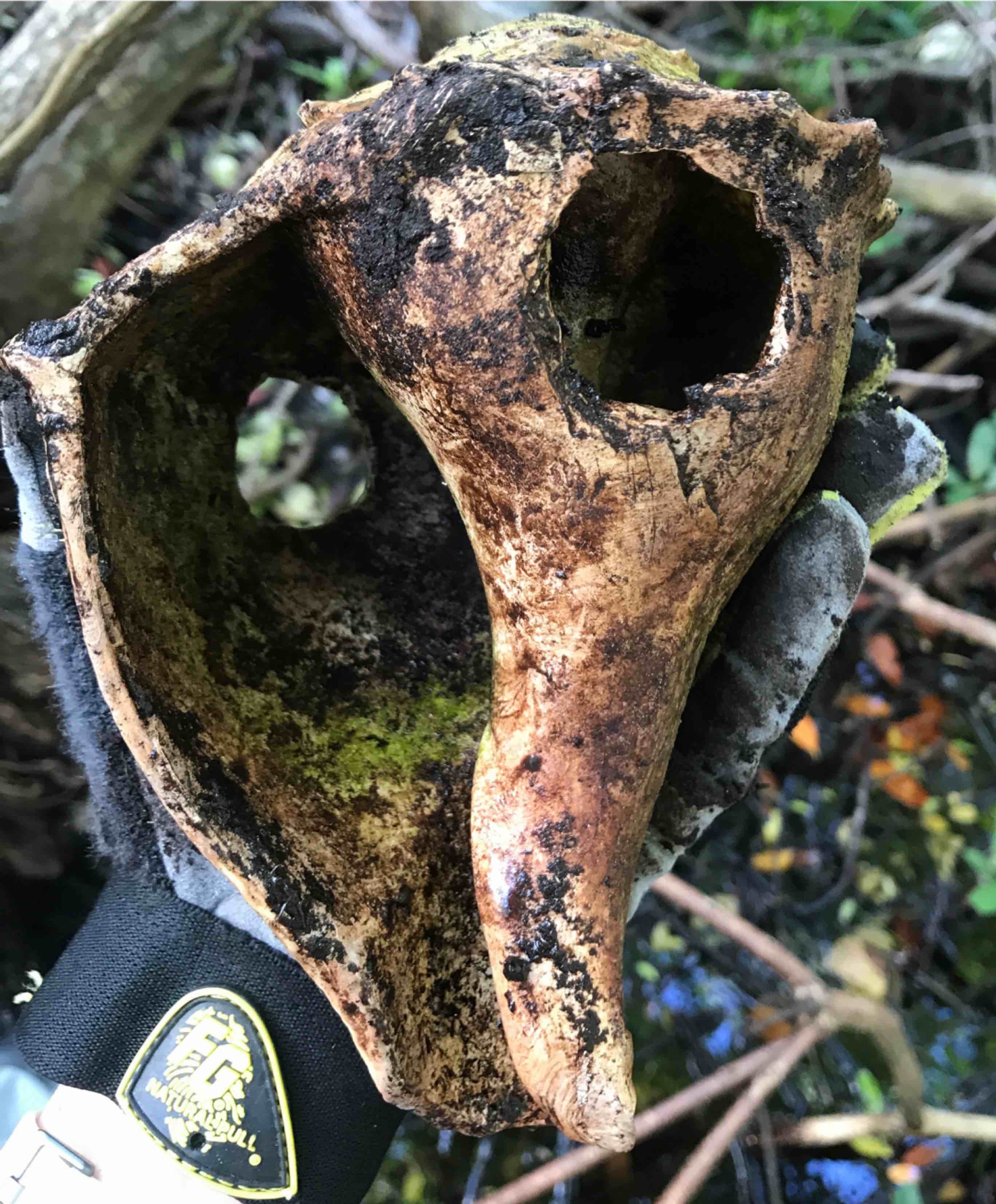 Shell Tool found on Mound Key