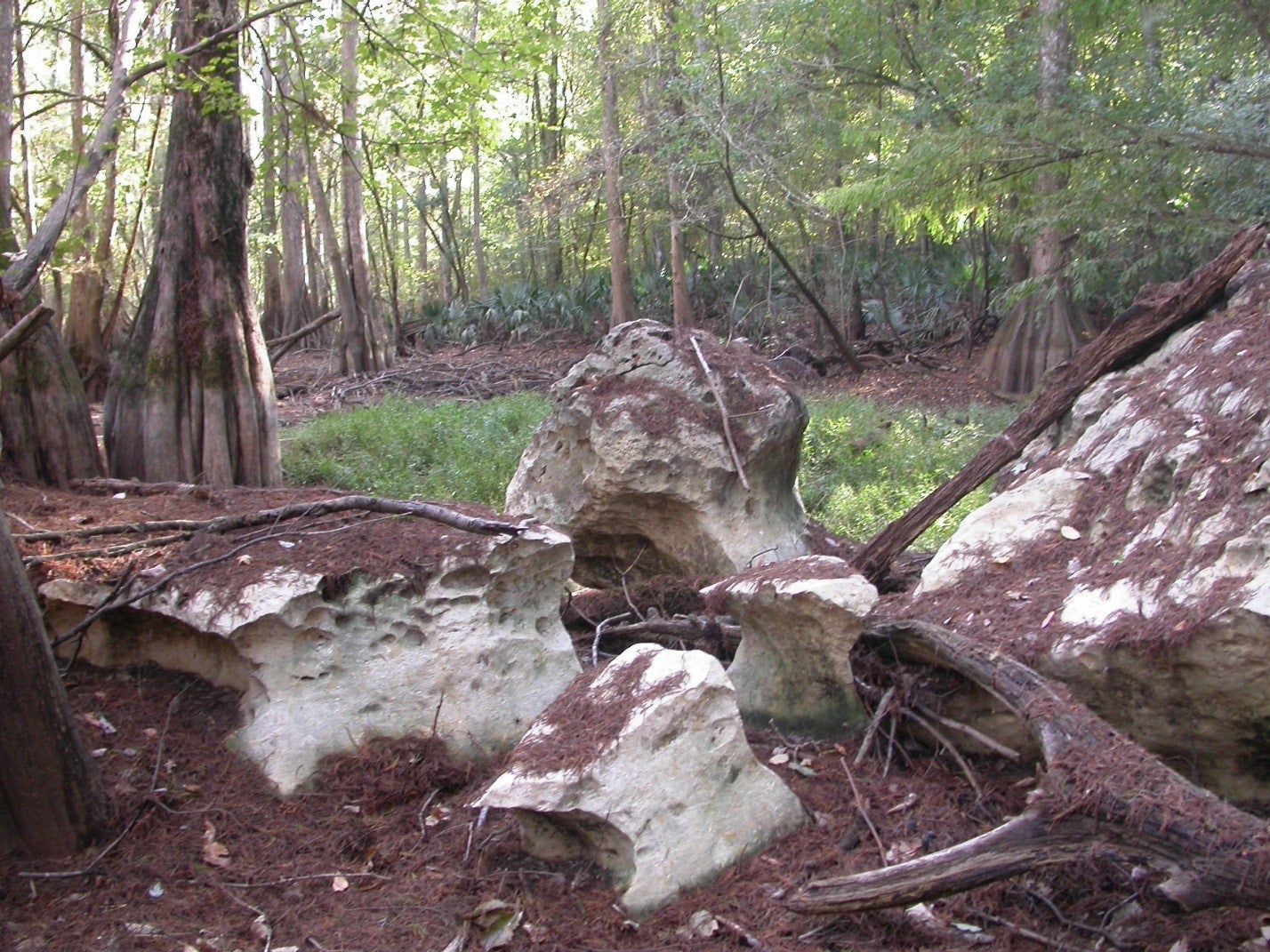 Chert Swamp