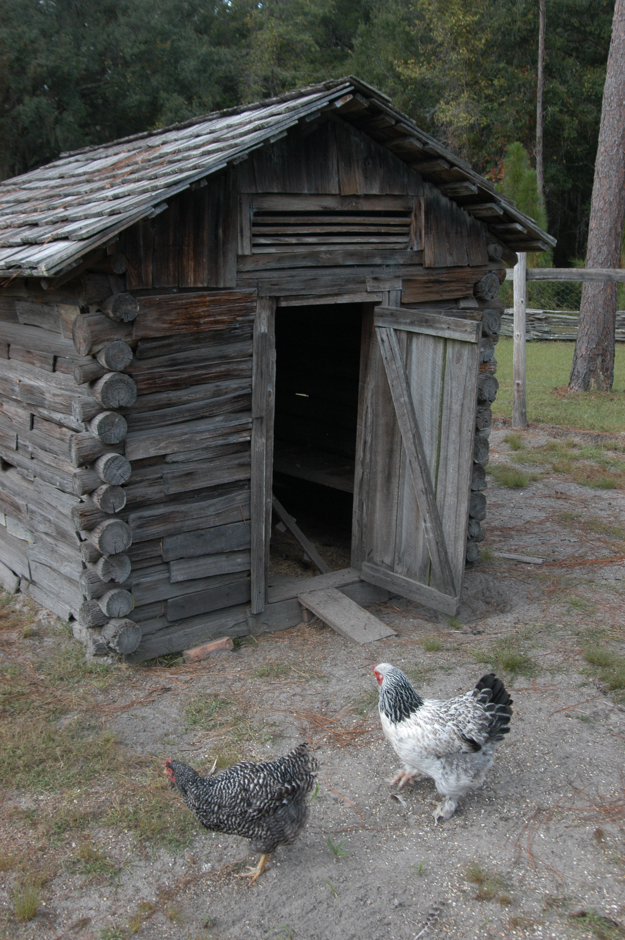 two chickens walk outside of a small wooden hen house.