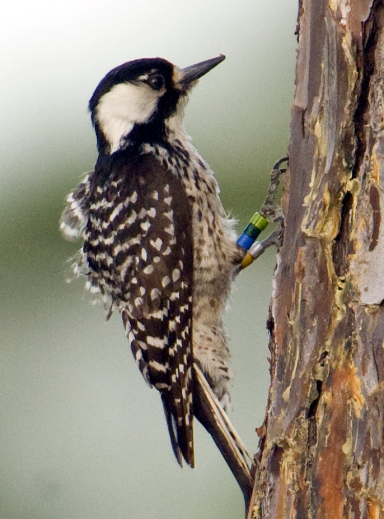 Red-cockaded woodpecker on a pine tree at St. Sebastian