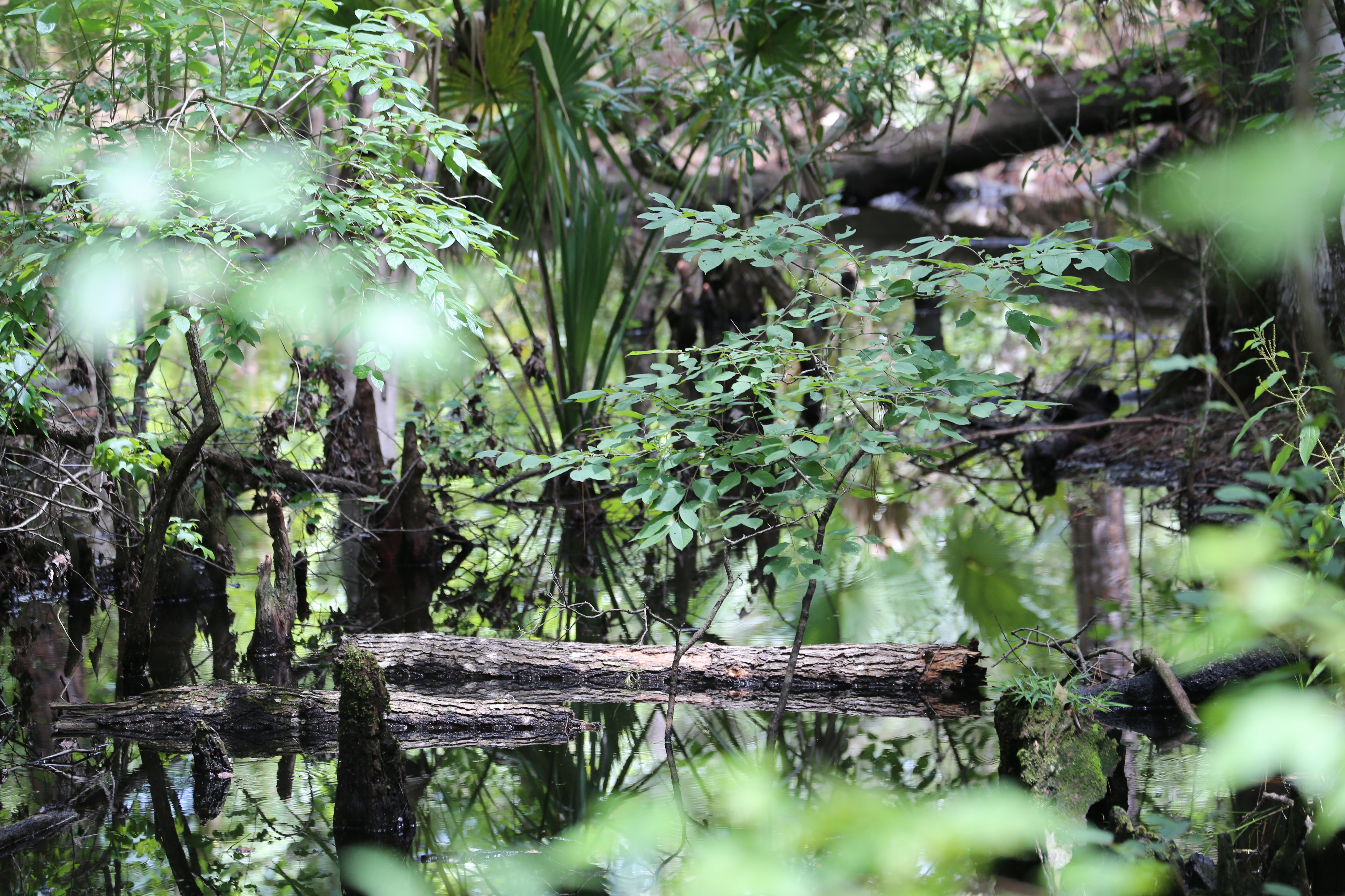 Swampy area at Colt Creek