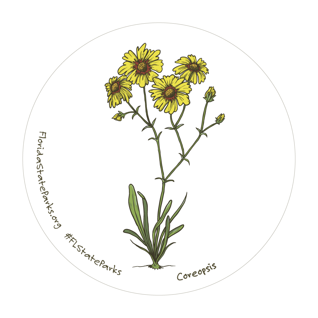 Coreopsis