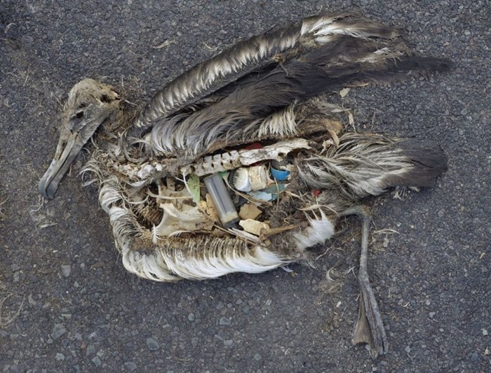 A dead bird with plastics.