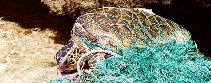 A sea turtle entangled in a net.