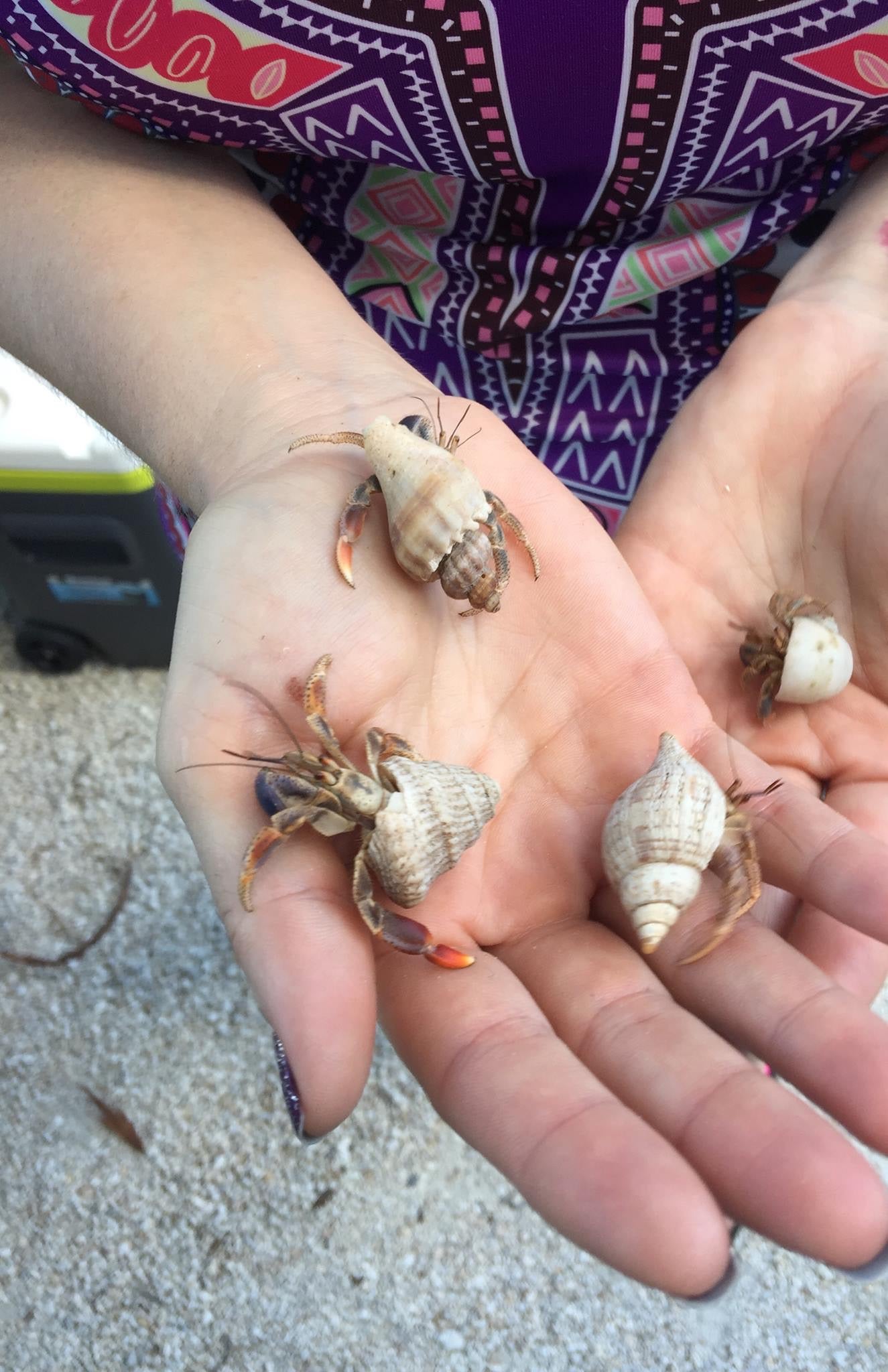 Curry Hammock Hermit Crabs