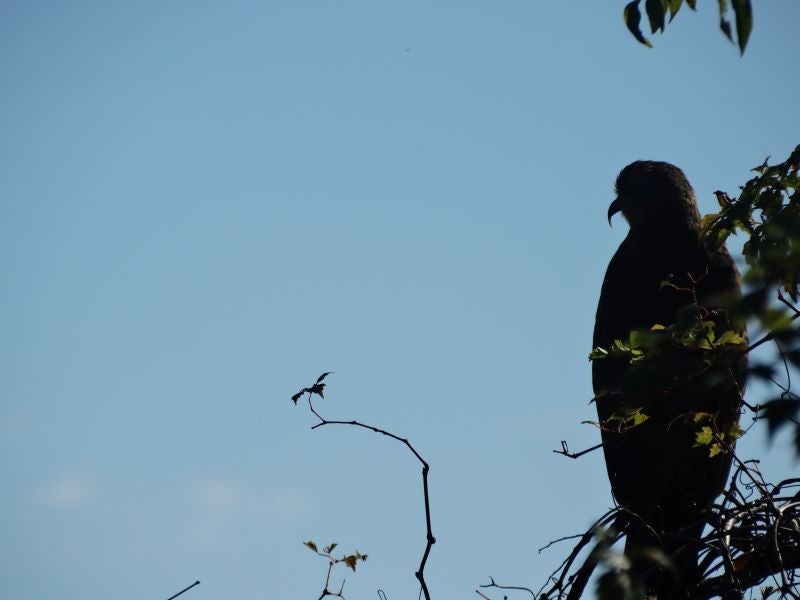 a bird sits on a branch silhouetted against a blue sky