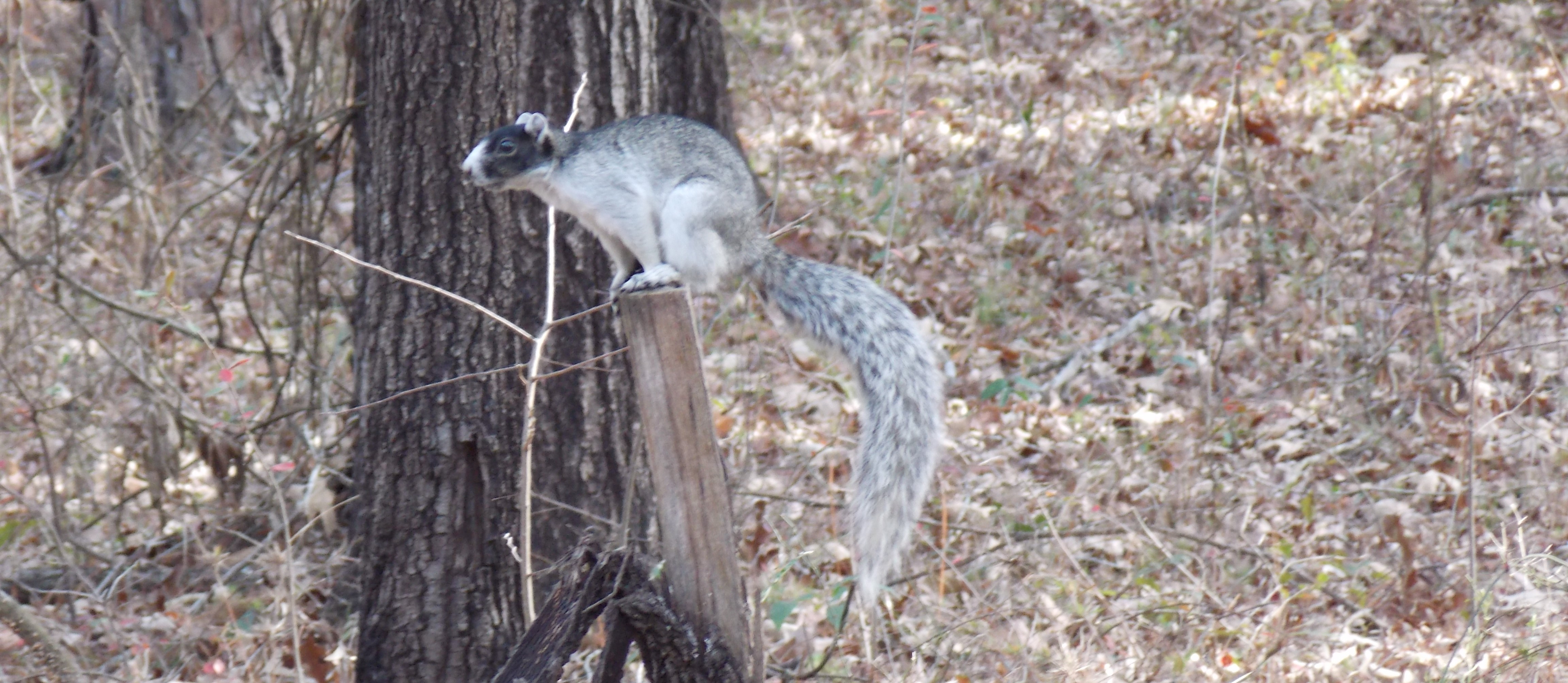 Sherman's Fox Squirrel | Florida State Parks