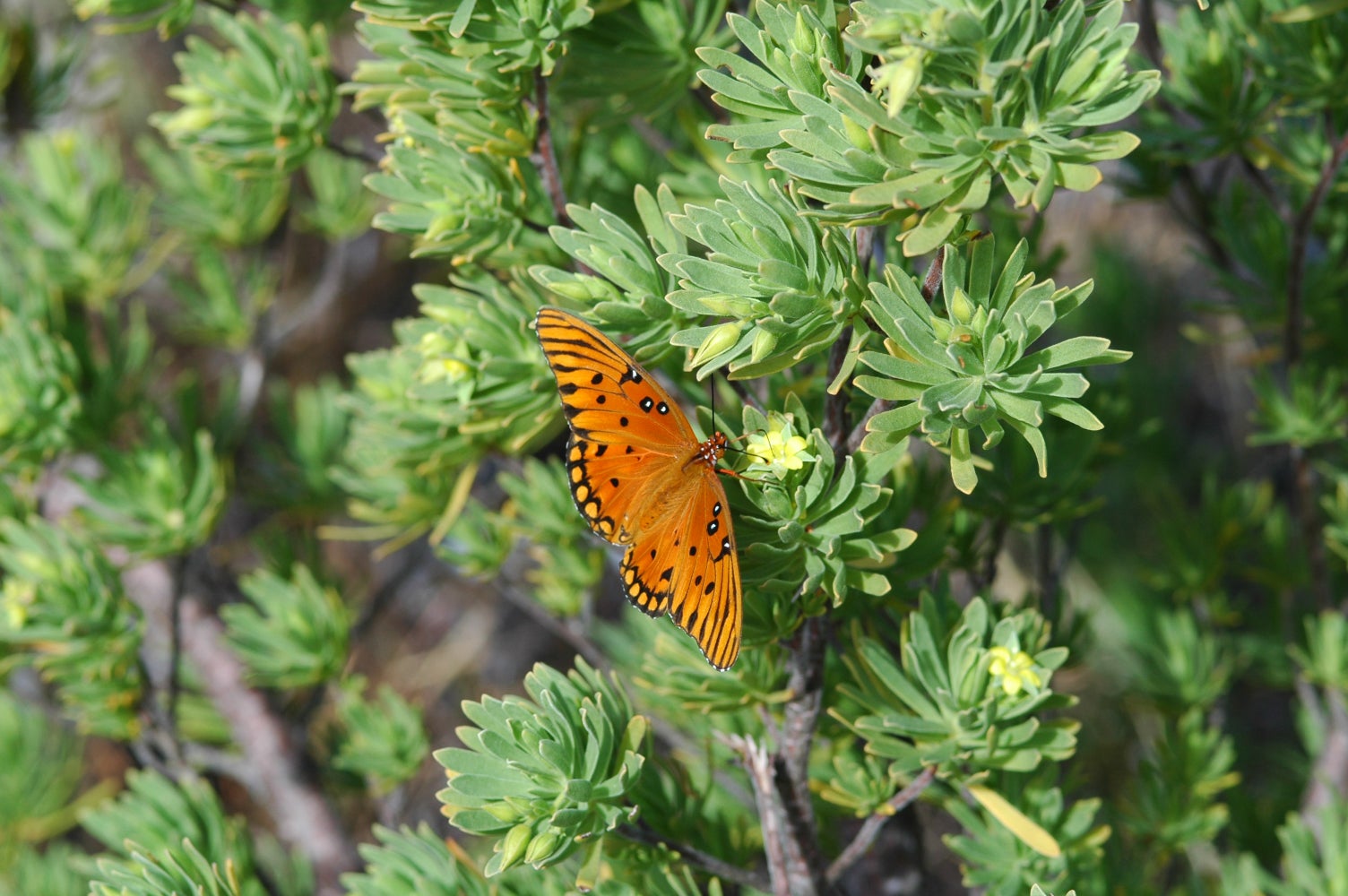 A butterfly rests on a plant at Dagny Johnson State Park 