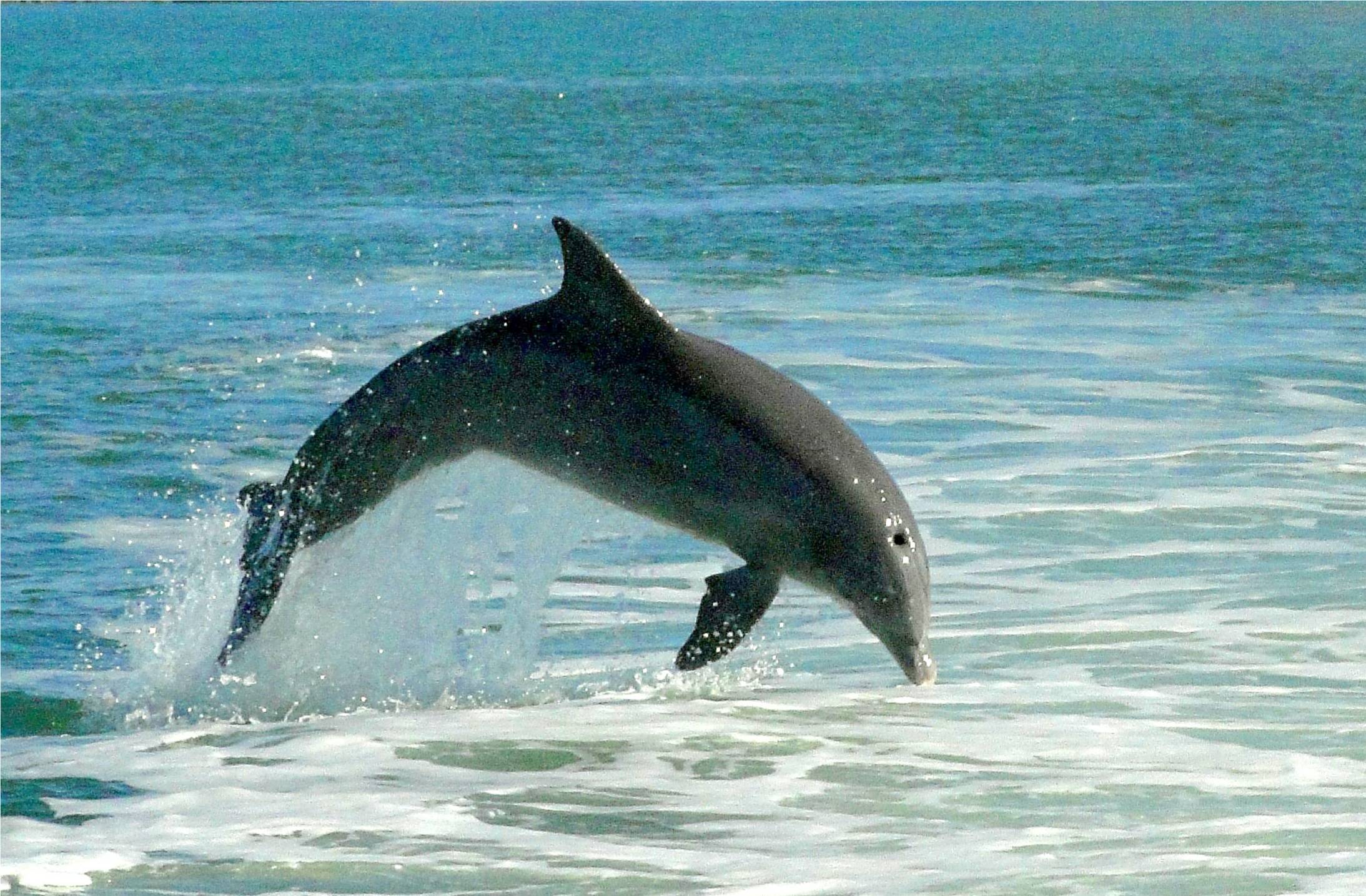 Dolphins at Fort Pierce