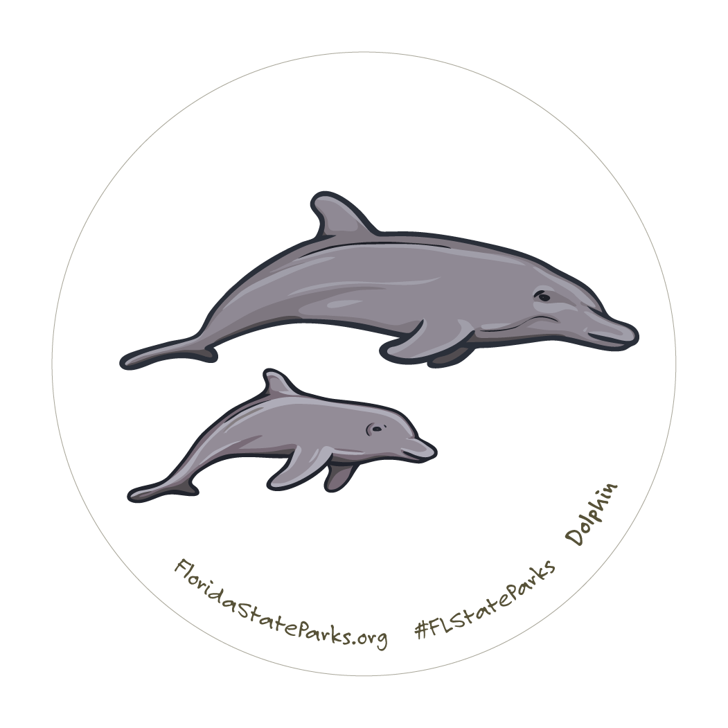 Bottlenose Dolphin