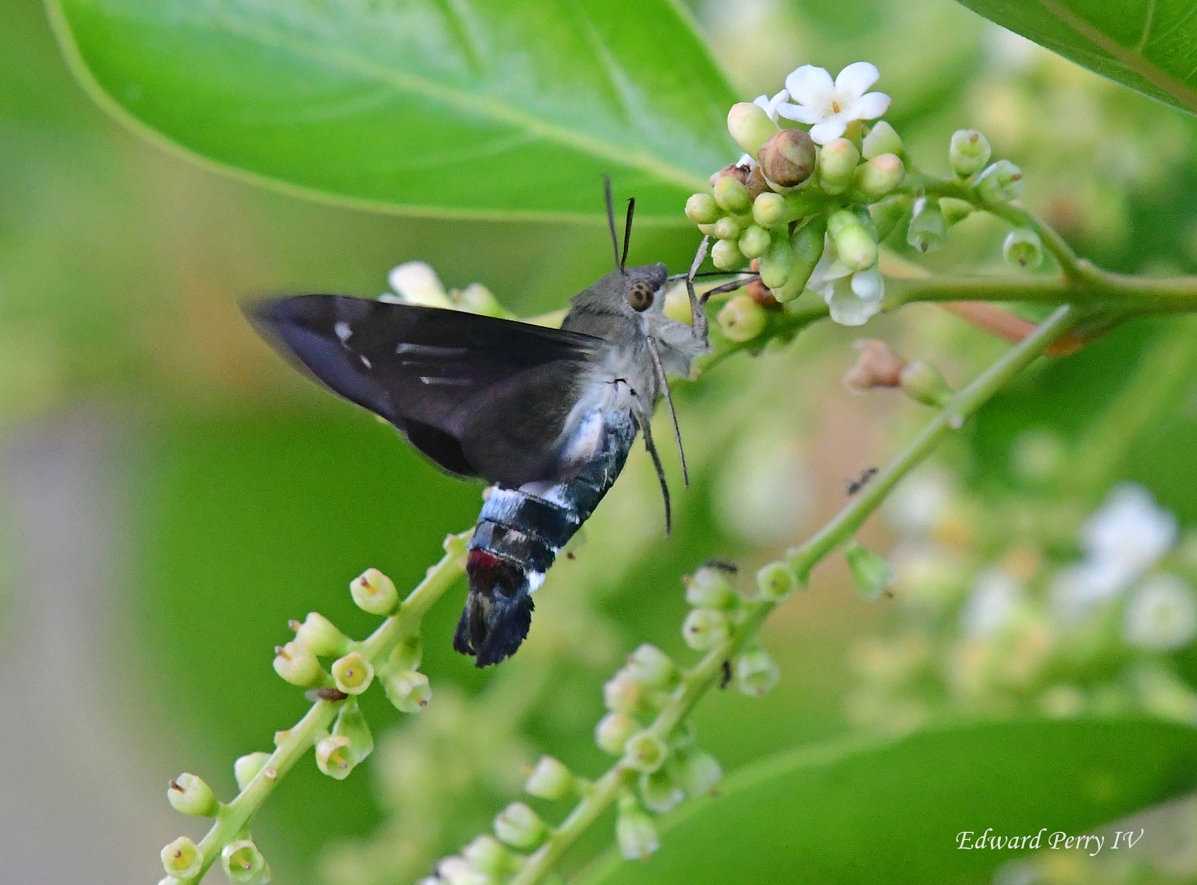 Titan Sphinx Moth pollinating a flower 