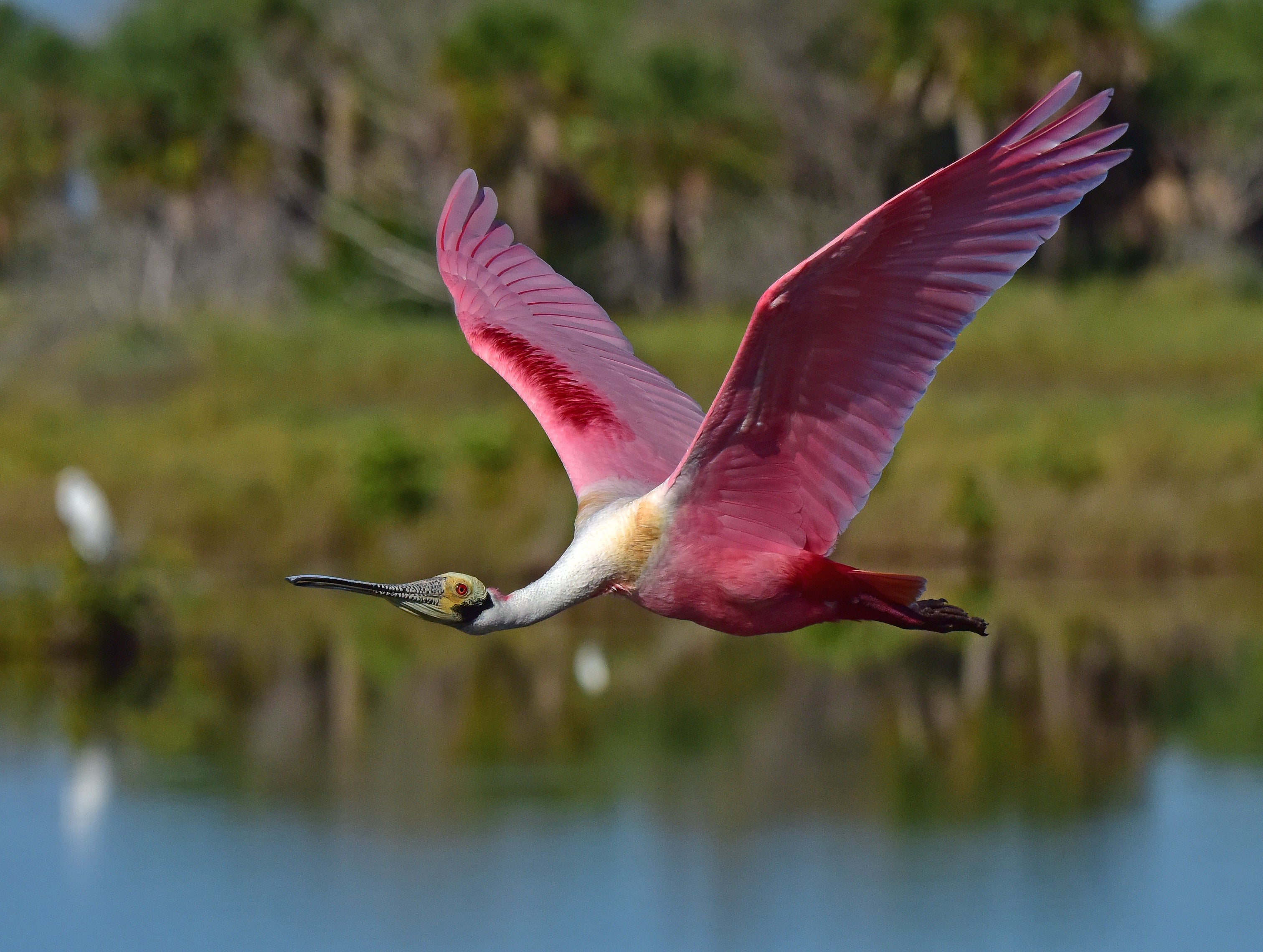 Roseate Spoonbill in flight 