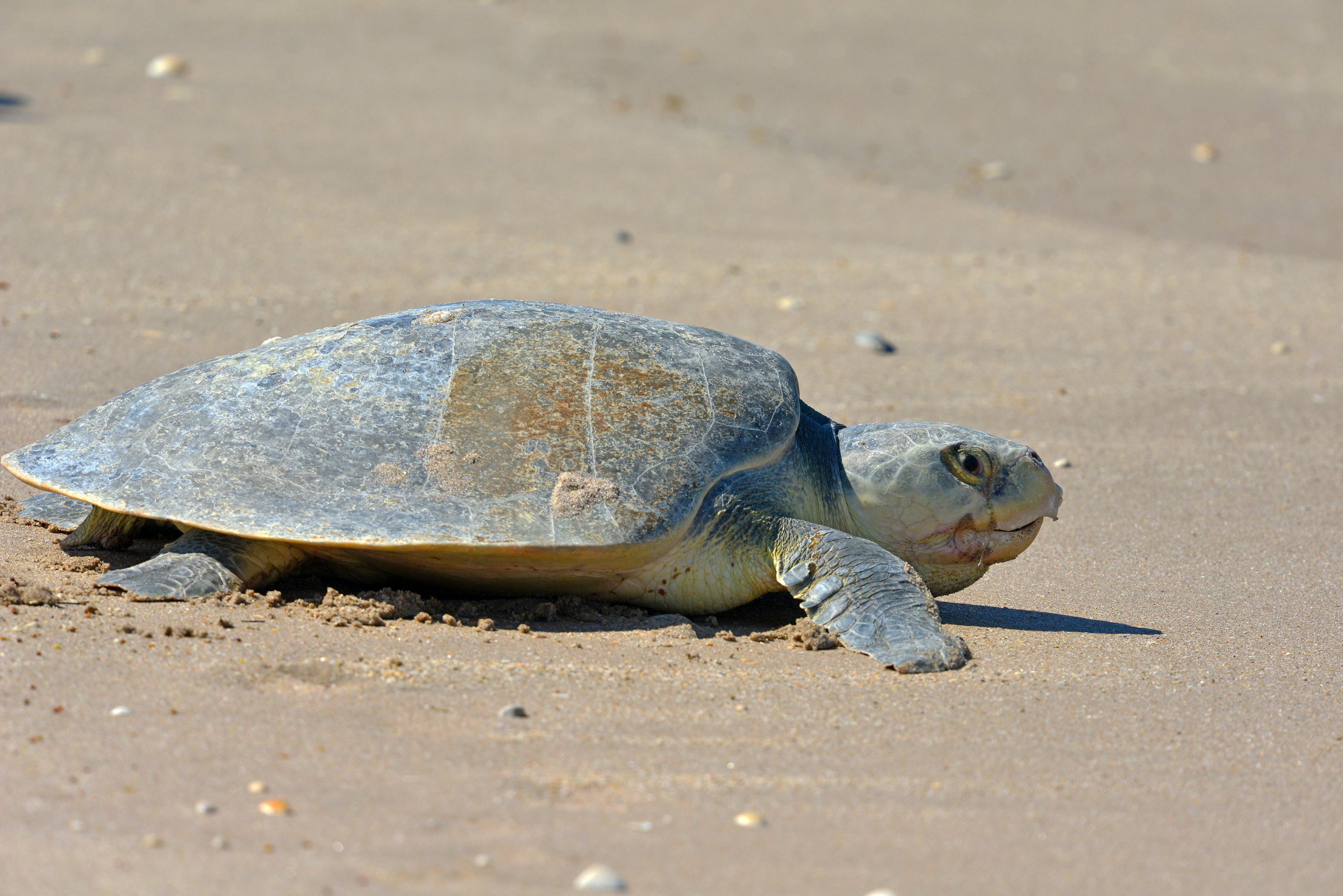 Kemp Ridley Sea Turtle