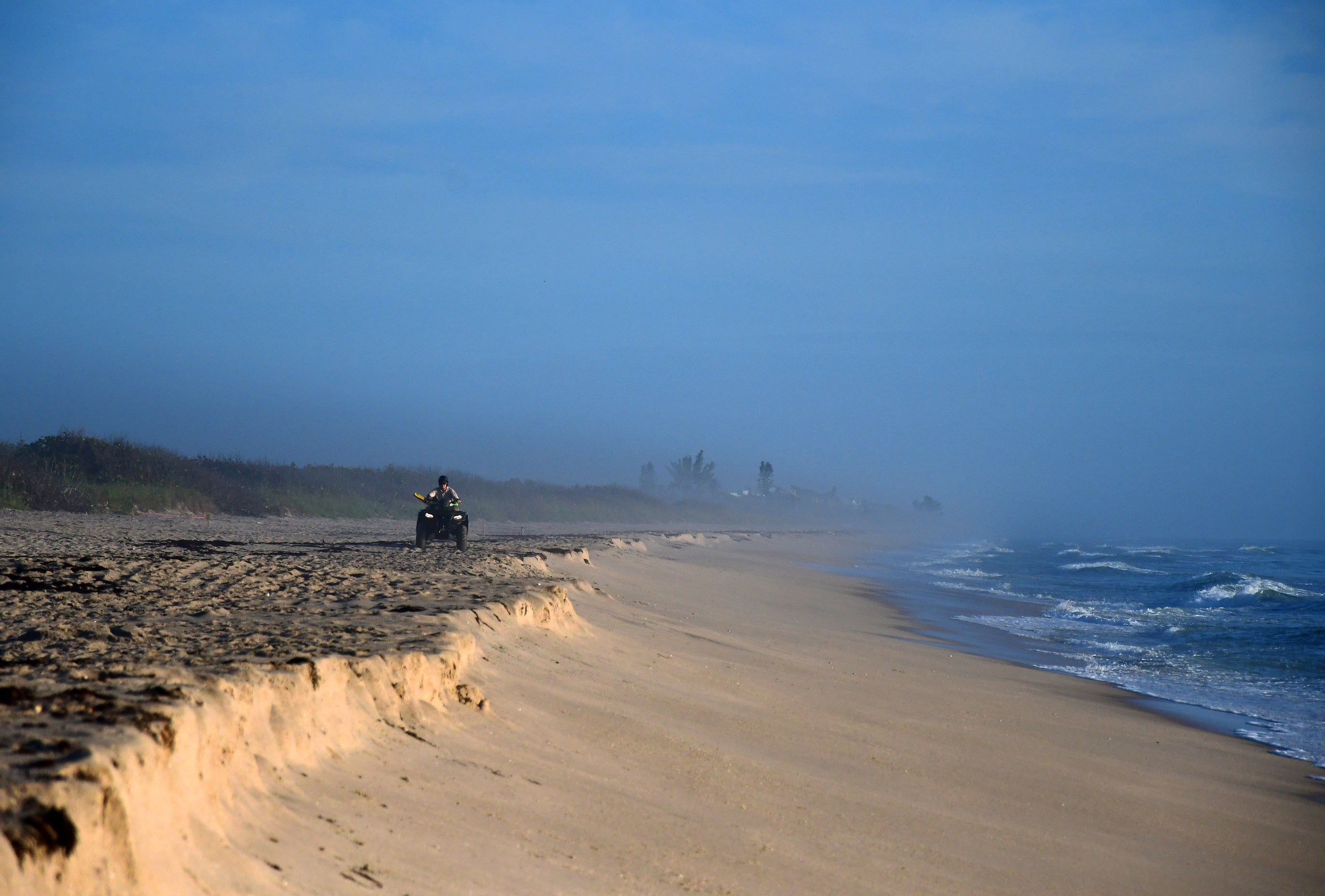 Sebastian Inlet park staff on atv riding down the beach looking for sea turtle crawls