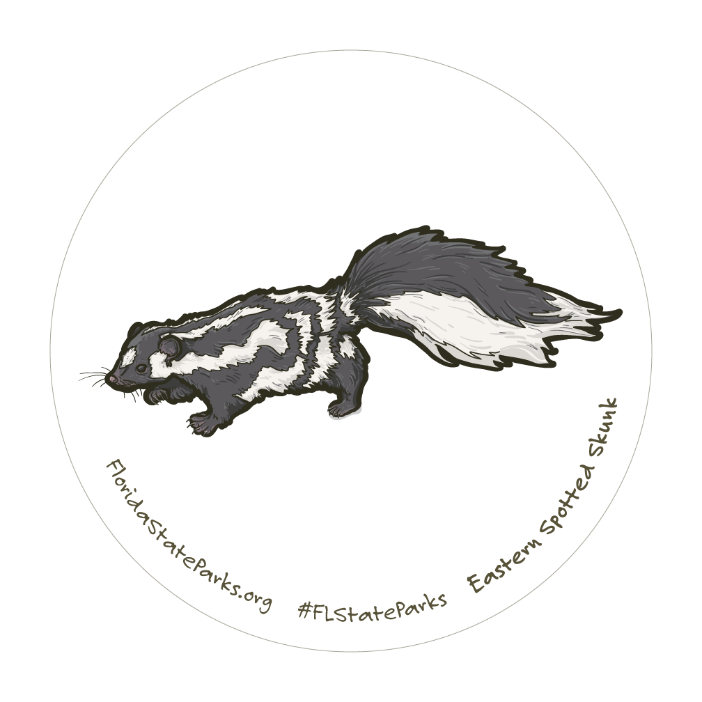 Eastern Spotted Skunk