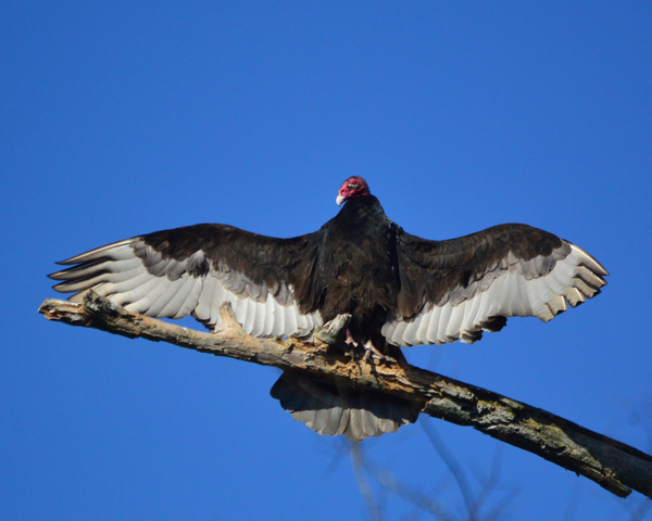 Turkey Vulture at Edward Ball Wakulla Springs State Park