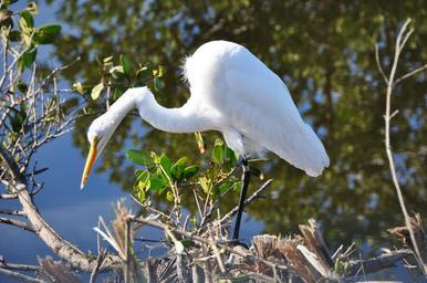 wildlife, animals, birds