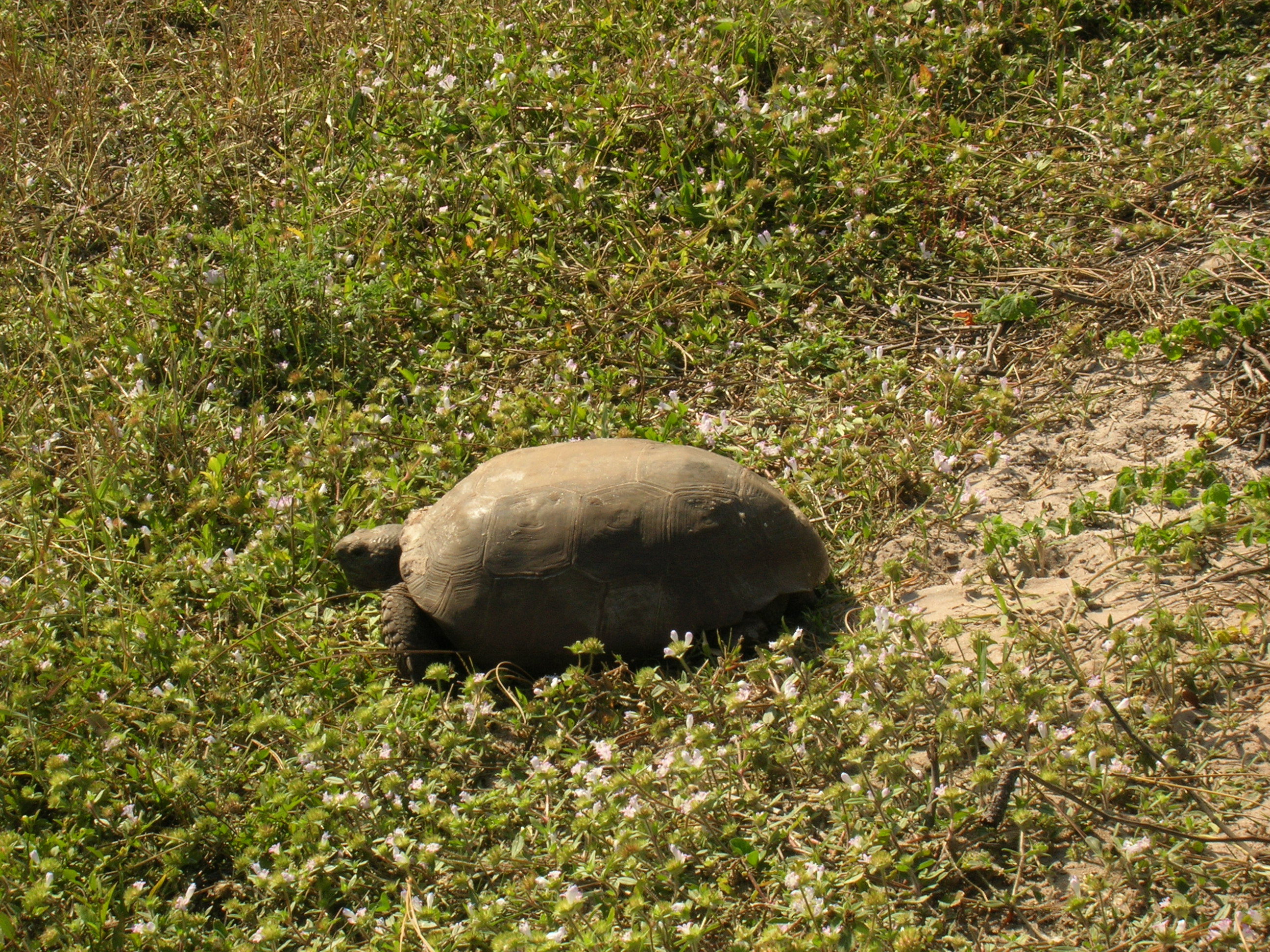 Tortoise at Estero Bay Preserve