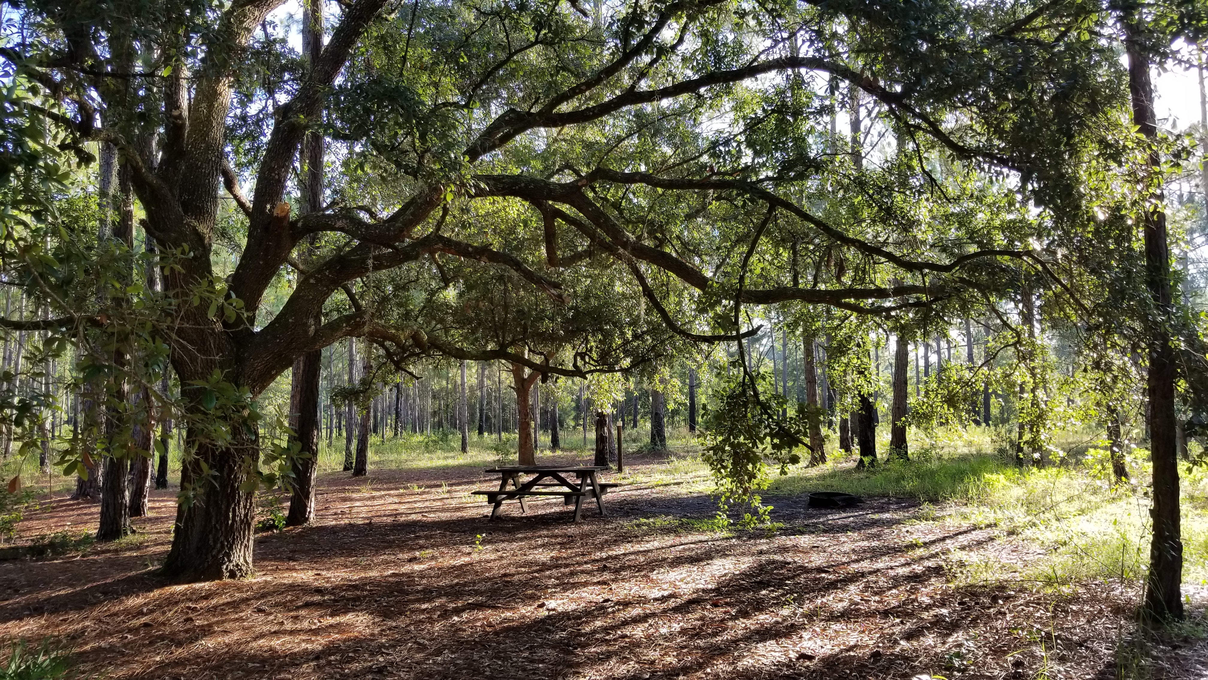 Primitive Camp Site Pine Point shows open flatwoods with oak and pine trees. There is a picnic table and fire pit.