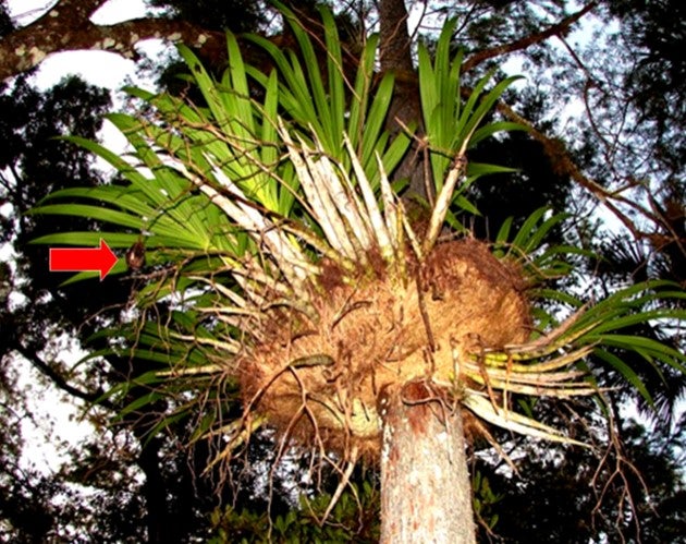 In 2009, this Cowhorn orchid was found with a pod.