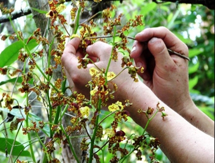 Two hands working to pollinate the Cowhorn orchid.