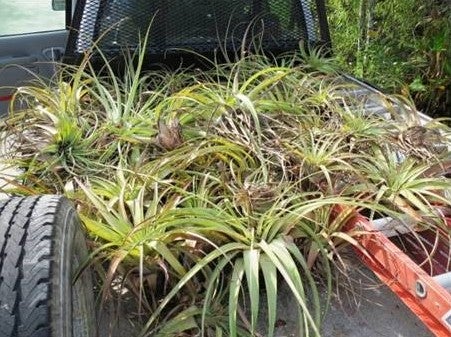 Giant airplants on a trailer.