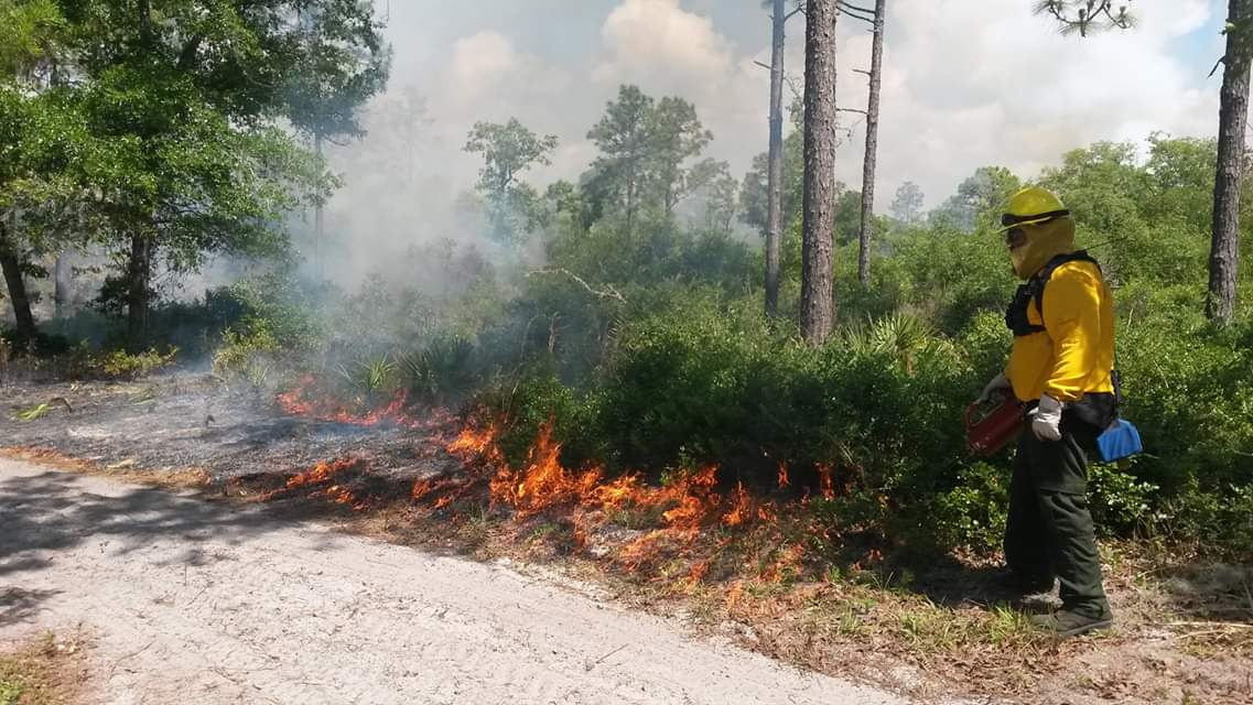 A person in a yellow uniform applies fire to a wooded area. 