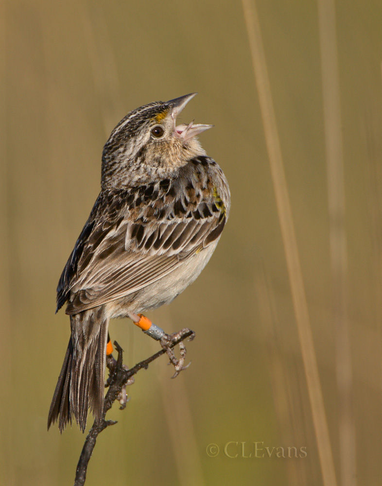 Florida Grasshopper Sparrow on a stick singing