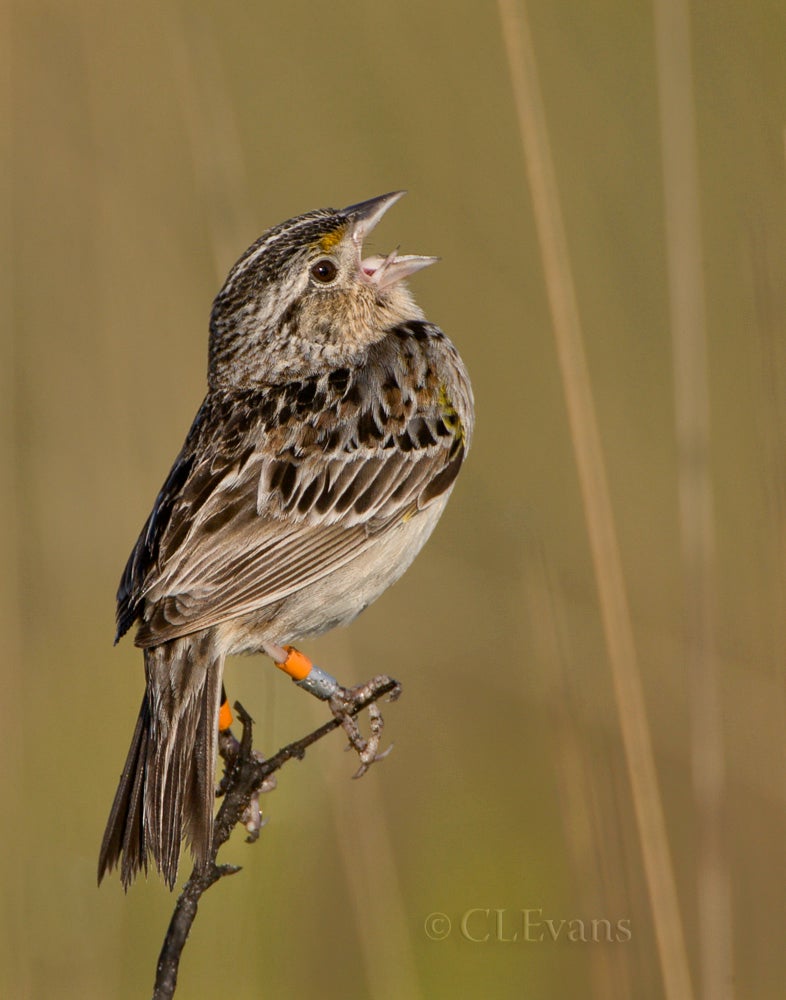 Florida Grasshopper Sparrow on a stick singing