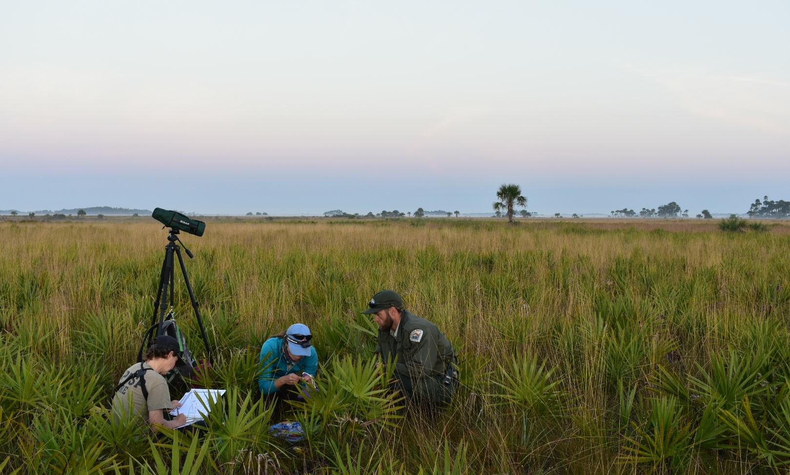 Kissimmee Prairie Staff surveying a Florida Grasshopper Sparrow nest