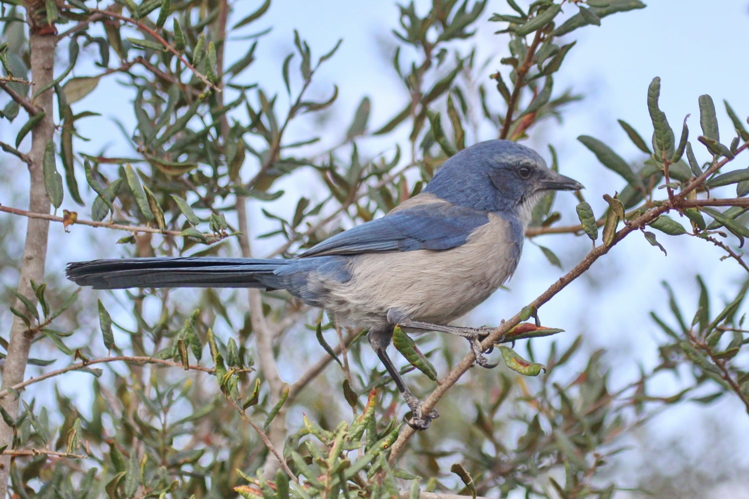 Florida Scrub Jay at Rock Springs Run Florida State Parks