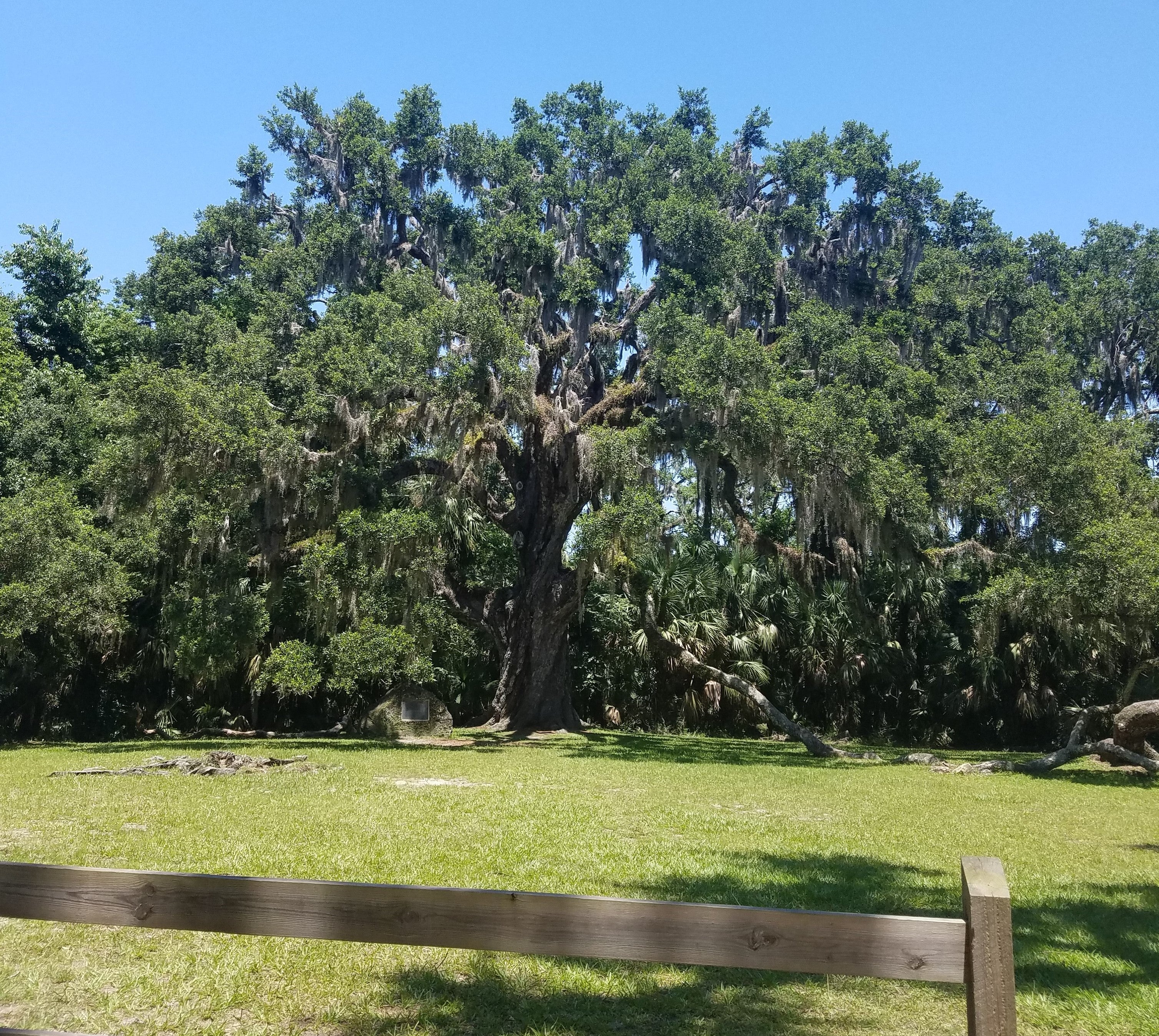 Fairchild Oak Bulow Creek