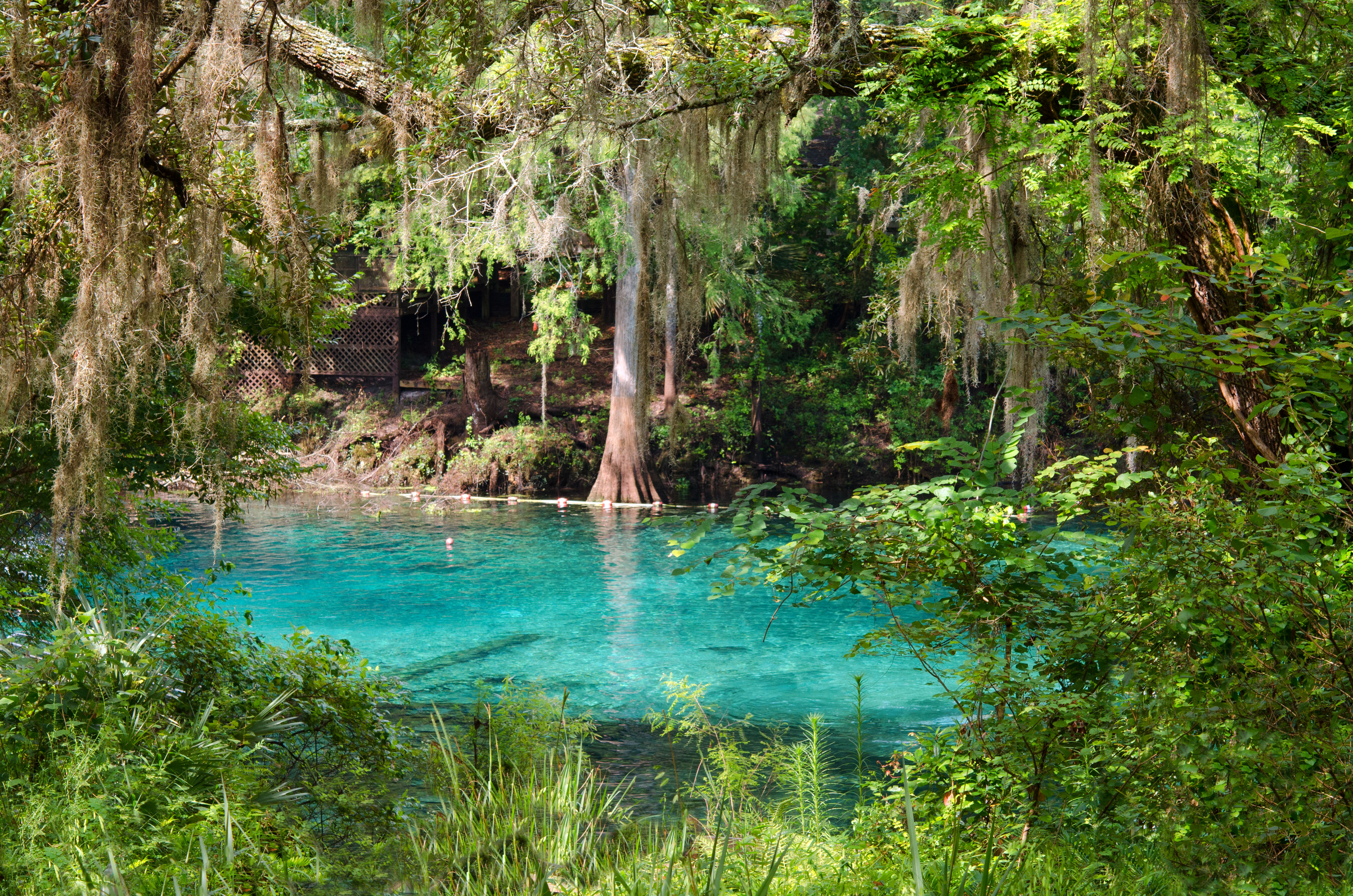 Cool Off at the Best Natural Springs in Florida