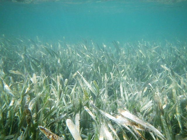 Field of turtle grass.