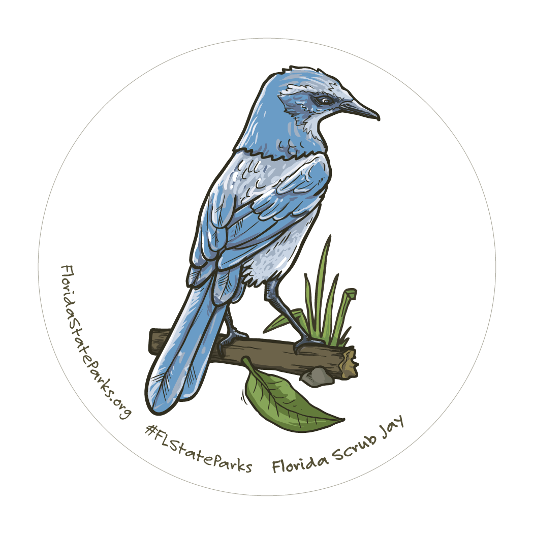 Florida Scrub Jay