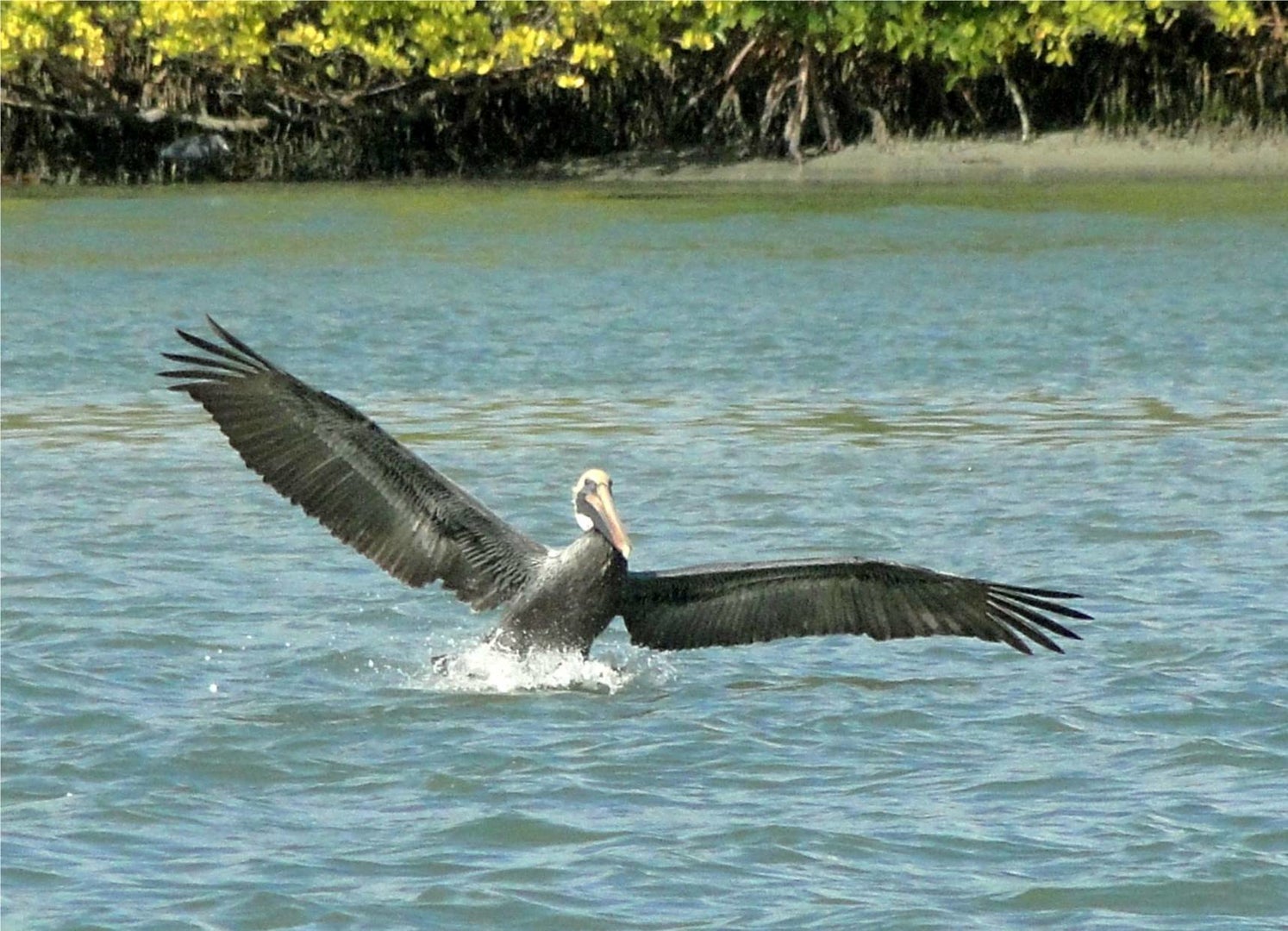 Pelican Flying