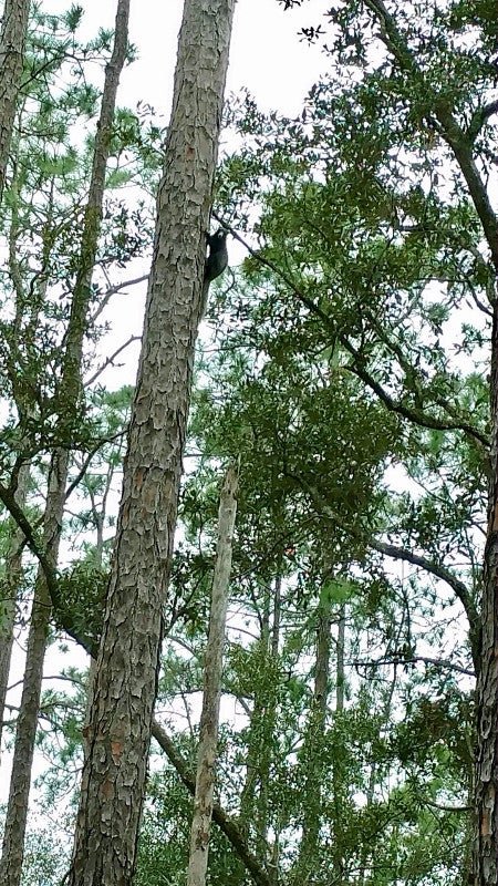 a large black squirrel climbs up a thin pine tree