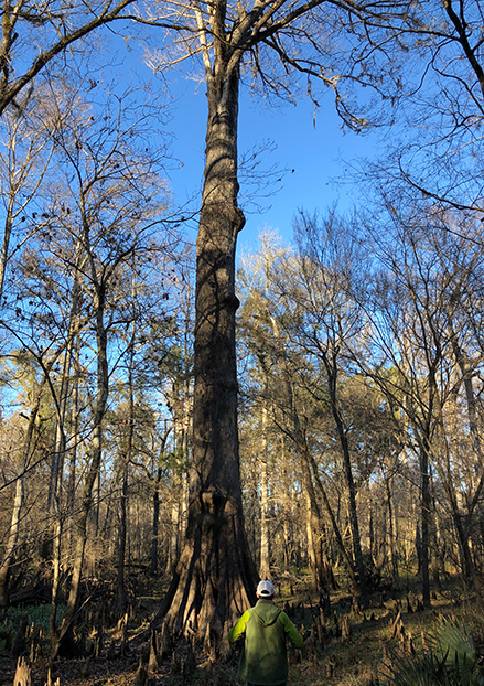 Cypress tree on nature trail at Gilchrist Blue Springs State Park