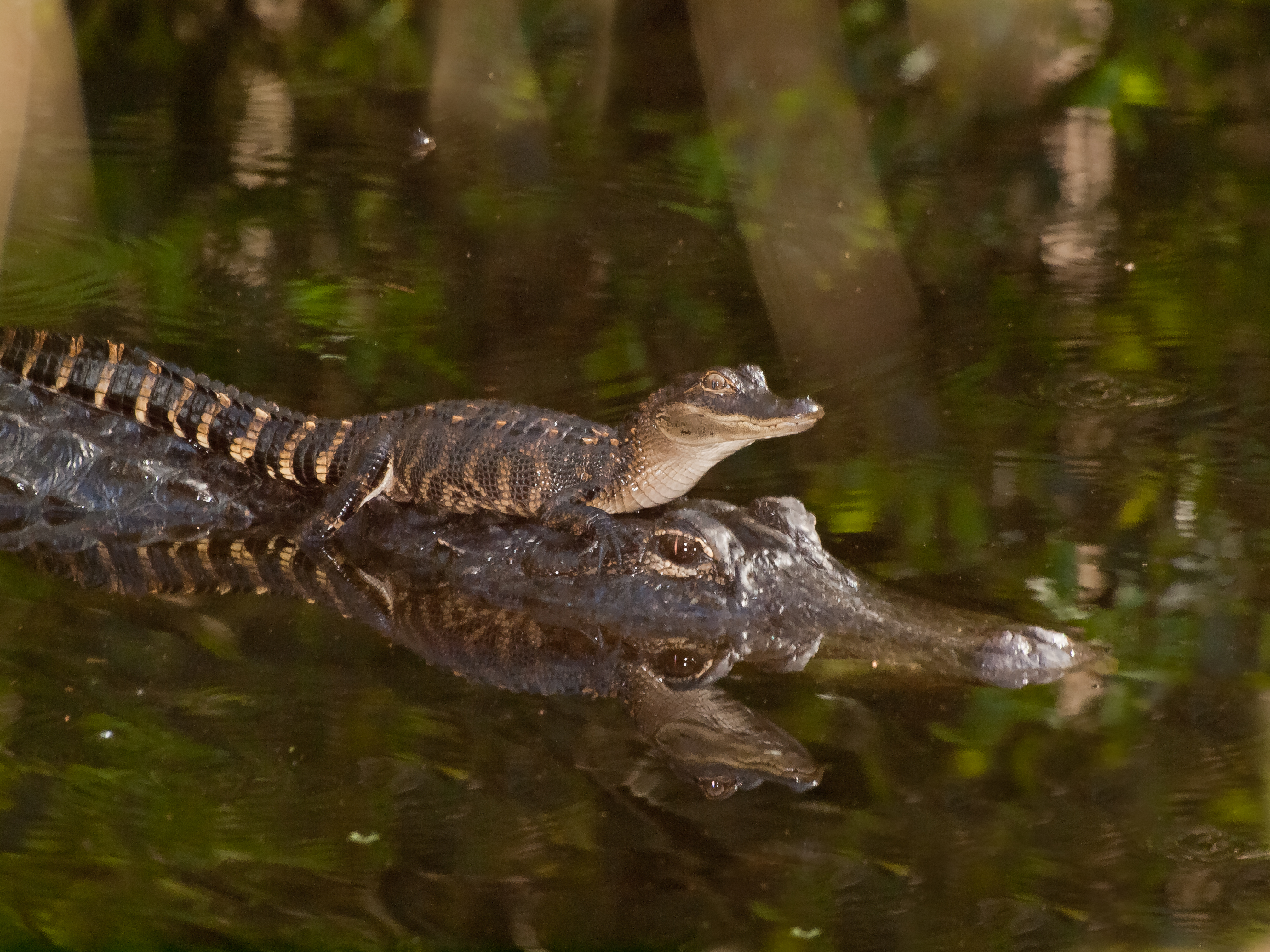 A small baby alligator riding on top of the mother alligator in the water.