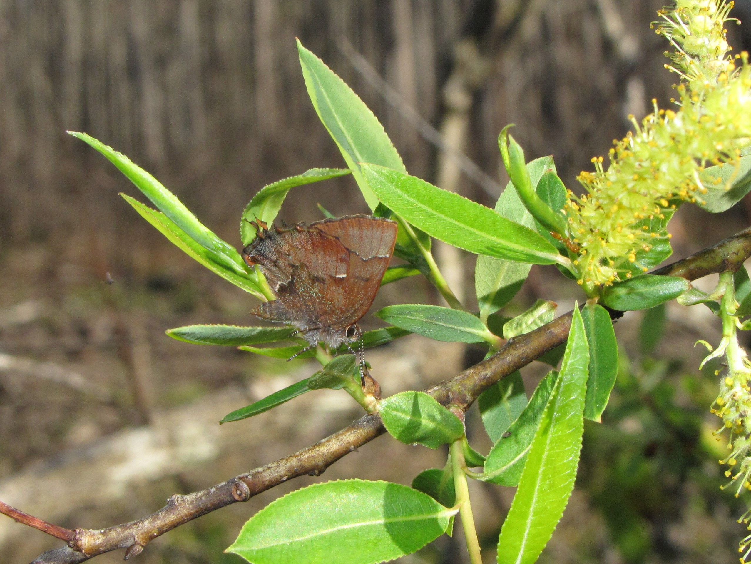 Henry’s elfin can be observed at Suwannee River State Park.  Here, one is pictured on a Carolina willow (Salix caroliniana) at Goethe State Forest.