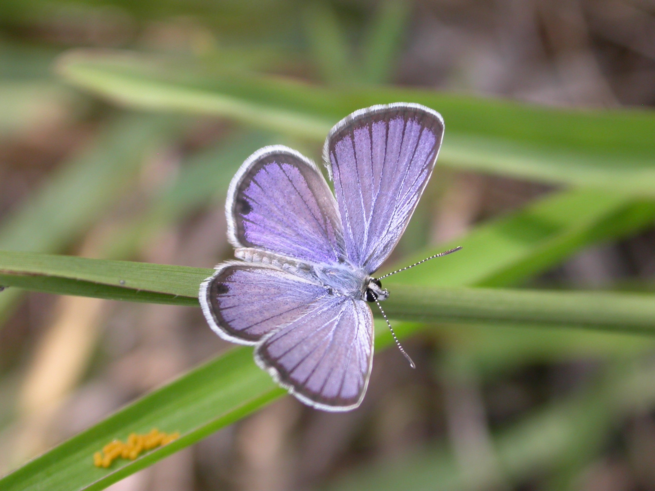 Ceraunus blue (Hemiargus ceraunus) are commonly seen in sunny habitats, including roadsides, scrubs and open grassy woodlands.