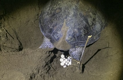 Green sea turtle laying eggs.