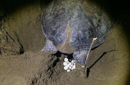 Green sea turtle laying eggs.