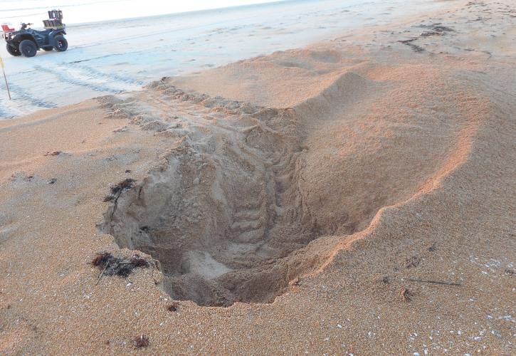 Morning ATV survey of green sea turtle nest