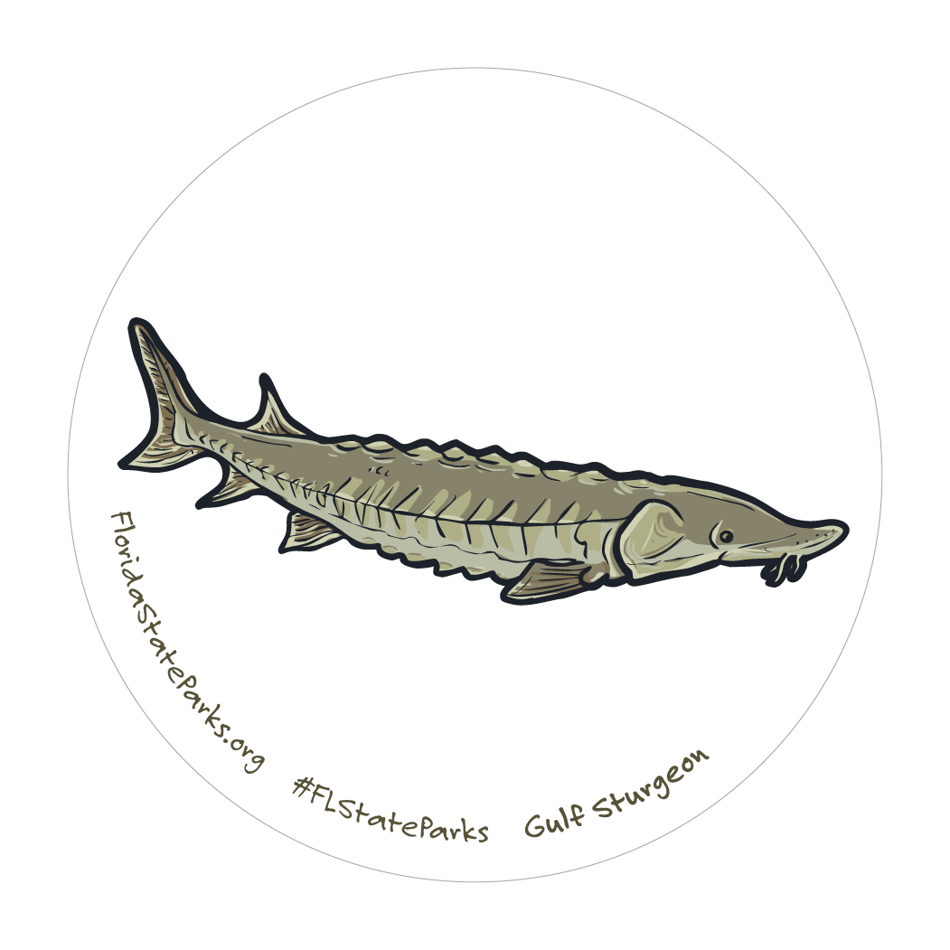 Gulf Sturgeon